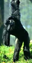 Siamang