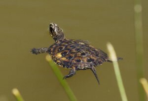 Western Pond Turtle in a pond